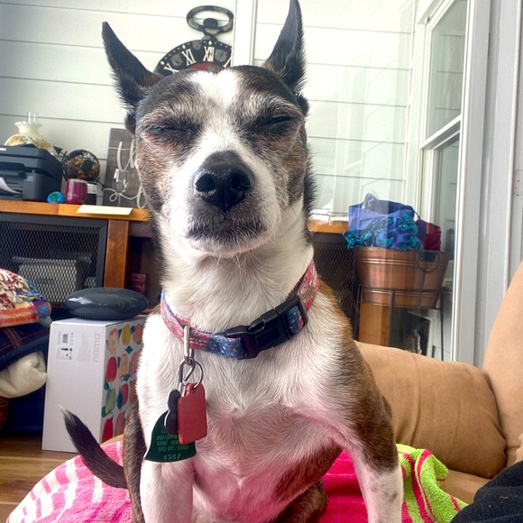 Meet your Posher, Christy - Picture 4 of 5